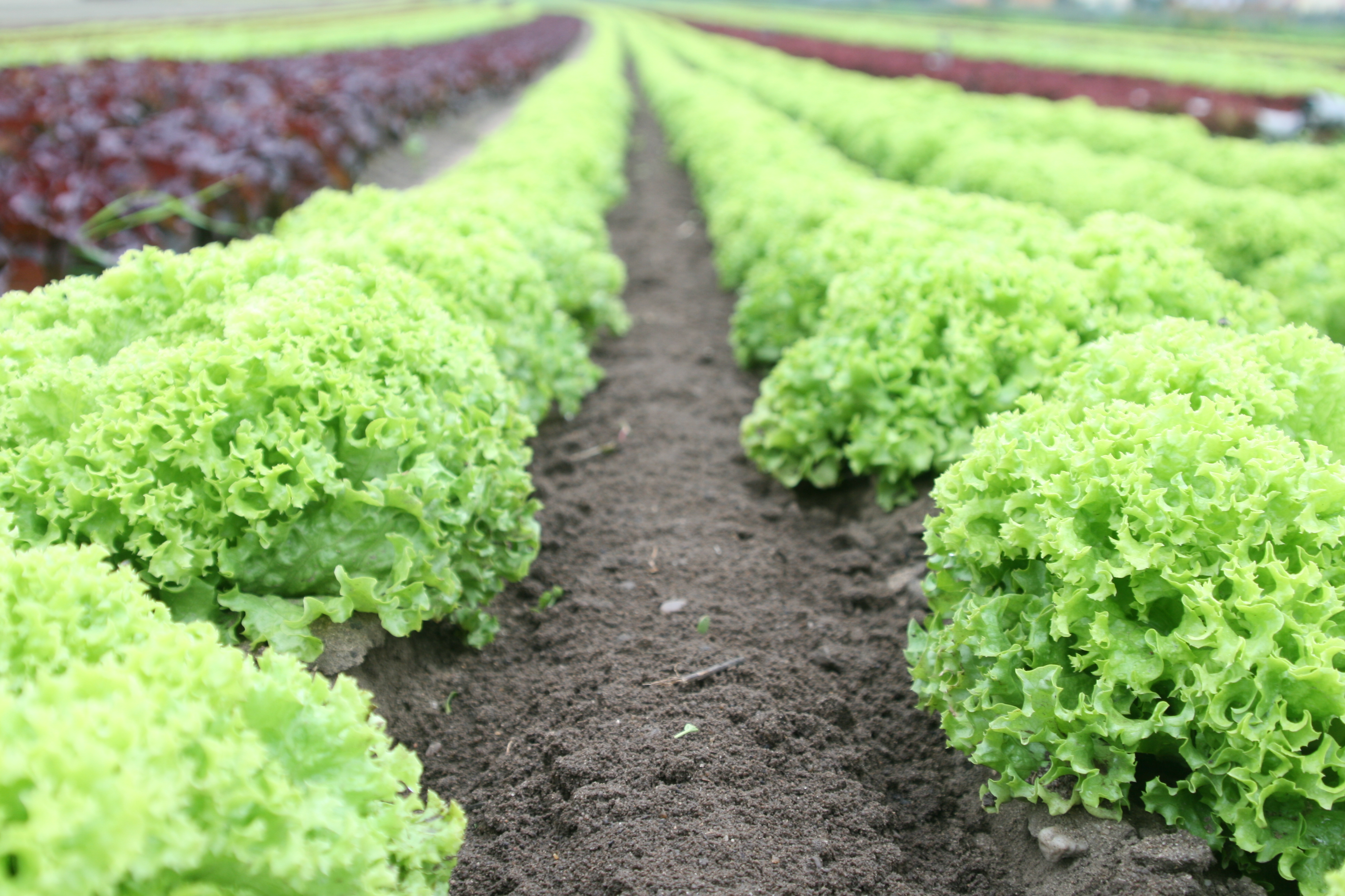 shipping container farms