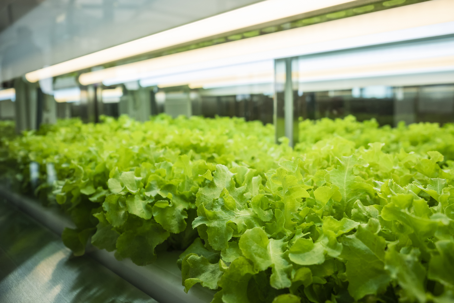 shipping container farm